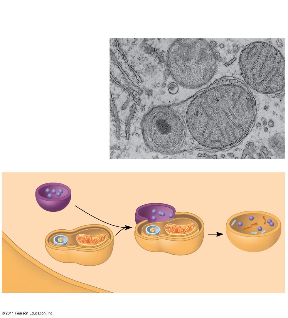 Phagocytosis Vesicle containing two damaged organelles CARRY OUT INTRACELLULAR DIGESTION THROUGH PHAGOCYTOSIS fragment Peroxisome fragment Lysosome Peroxisome