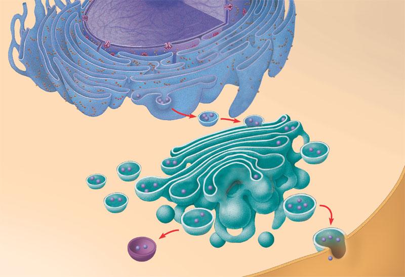 14 5 µm 20 ENDOMEMBRANE SYSTEM REVIEW 1 Nuclear envelope is connected to rough ER, which is also continuous with smooth ER Rough ER 2 Membranes and proteins