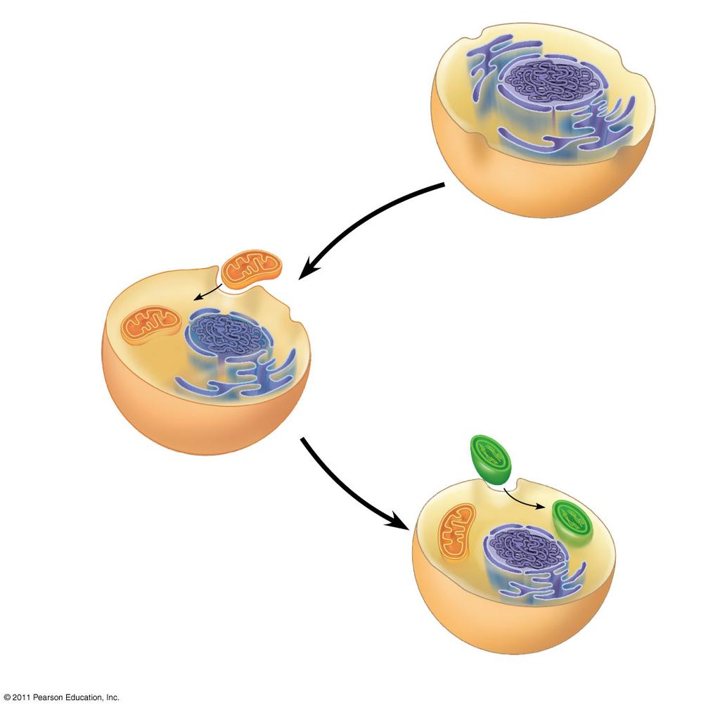 MITOCHONDRIA AND CHLOROPLASTS CHANGE ENERGY FROM ONE FORM TO ANOTHER MITOCHONDRIA - SITES OF CELLULAR RESPIRATION FOUND IN NEARLY ALL EUKARYOTIC CELLS CHLOROPLASTS - THE SITE OF PHOTOSYNTHESIS FOUND