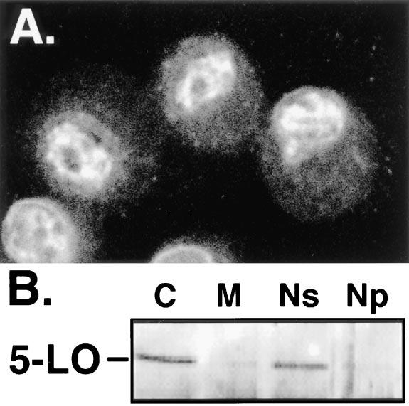 Peters-Golden: Cell Biology of 5-LO plasm. This suggests that 5-LO is localized to the cytoplasm in these resting peripheral blood neutrophils.