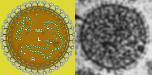 Risk analysis : Lymphocytic Choriomeningitis Virus (LCMV) Arenaviridae 2 negative-sens ssrna segments http://www.ncbi.nlm.nih.gov/ictvdb/ictv/fs_arena.