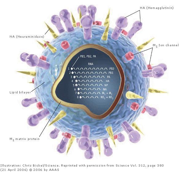Risk Analysis of Biological Agents: Influenza virus Orthomyxoviridae 8 negative-sens ssrna segments Often named by their surface epitopes: H (Hemagglutinin) and N