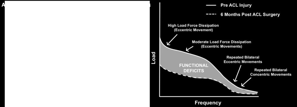 Frequency of loading is plotted on the x-axis with the upper limit representing the repeated execution of eccentric/concentric muscle actions that occurs over the duration of a race.