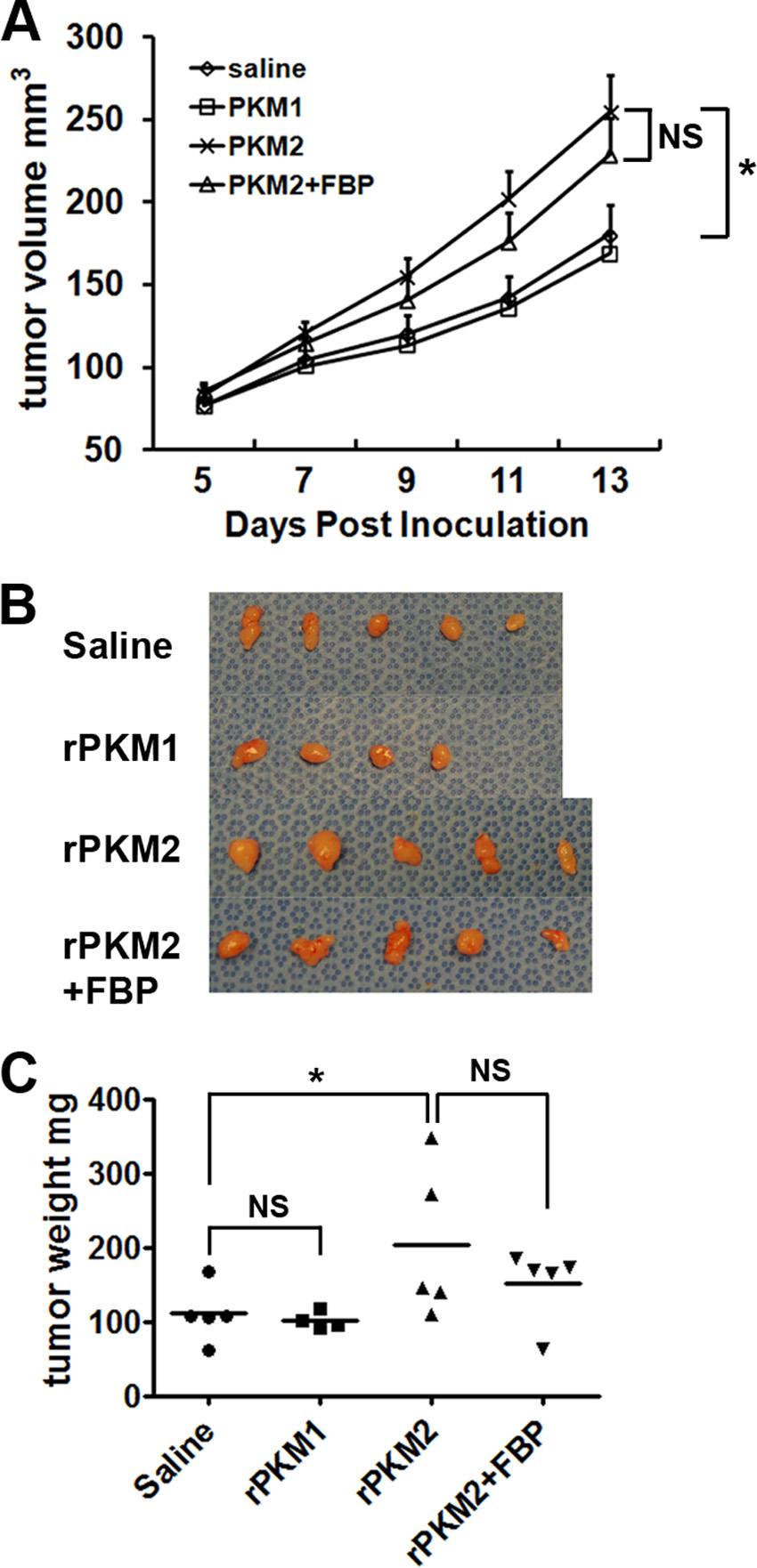 FIGURE 3. Recombinant PKM2 promotes PC-3 tumor growth.