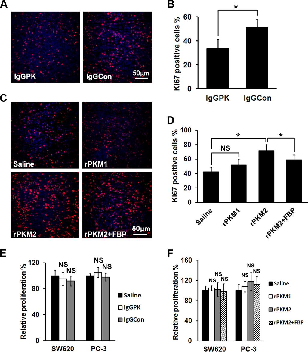 FIGURE 4. PKM2 and antibody against PKM2 do not affect cancer cells proliferation.