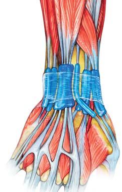 brevis Abductor pollicis longus Retinaculum Superficial branch of the radial nerve Radial artery Dorsal view Compartment 5 Extensor digiti minimi Compartment 6 Extensor carpi ulnaris Compartment 4