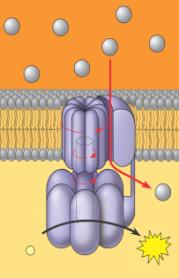 hemiosmosis: The Energy- oupling Mechanism synthase Is the enzyme INTERMEMBRANE SAE that actually A rmakes otor w ithin the + membrane spins clockw ise w hen f low s past it dow n the gradient.