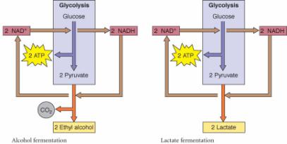 Two alternatives catabolic pathways can be used. Fermentation: occurs, but NAD transfers electrons to pyruvate BIL 105 from Matter 67 Figure 9.