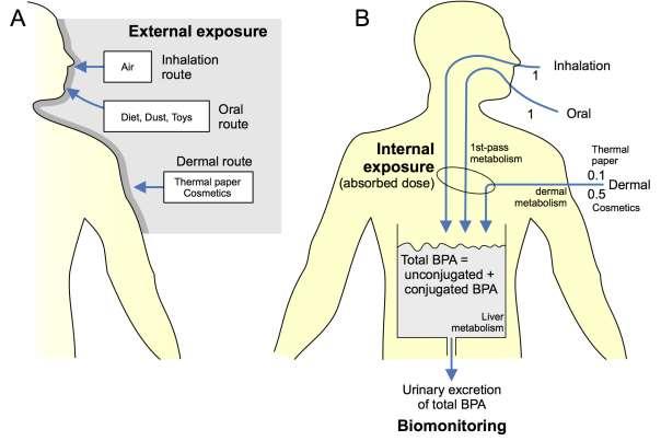 Figure 1: Difference in route-specific external exposure (A) and internal exposure to total BPA (i.e. absorbed dose) by applying route-specific and source-specific uptake fractions (B) 4.2.
