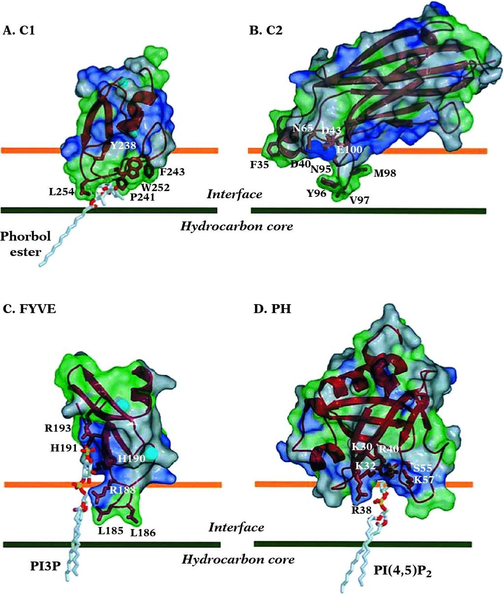 Review Membrane Binding Protein Binding Domains Protein Binding Domains C1, C2 and FYVE are seen in 100s of proteins and bind to polyphosporylated