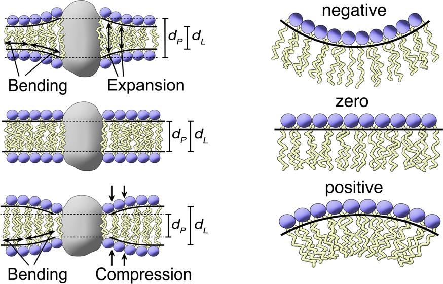 Membrane Forces Attractive and Repulsive Forces in Bilayer Membranes notes on curvature Protein induced curvature