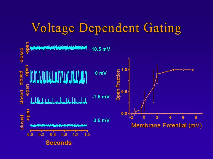 Membrane Forces Lipopeptide Pore The activity was voltage dependent gating The concentration dependence was