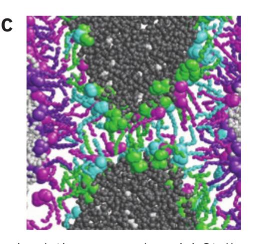 Directed Membrane Fusion Stalk structure observed by molecular dynamics simulation of the fusion between liposomes composed of DPPC and palmitic acid using an atomistically detailed model.