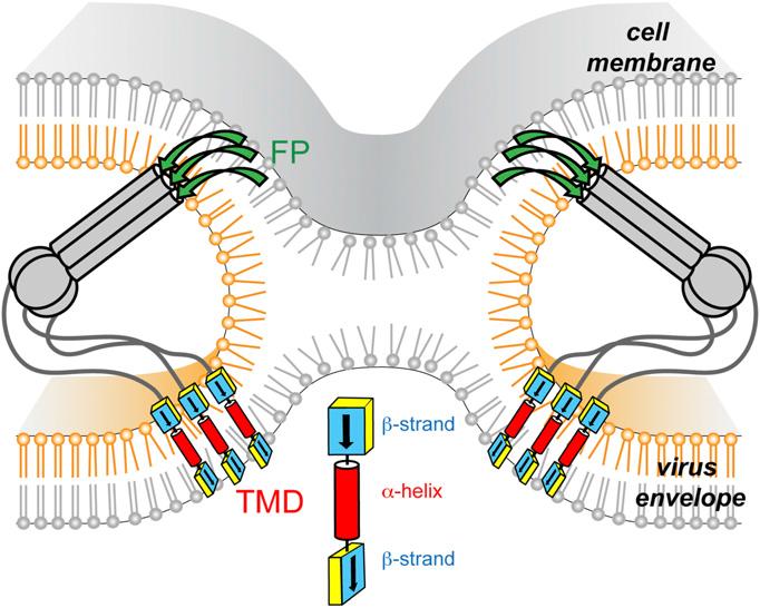 Directed Membrane Fusion Structural Changes in Viral Fusion Structural Changes in Viral Fusion Yao et al PNAS 112 1092610931 (2015) Structural model of TMD in PE-rich membranes.