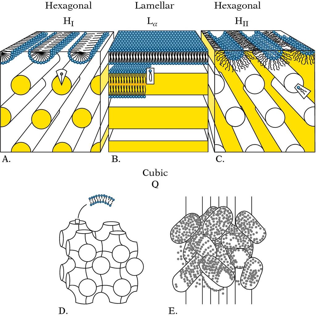 Directed Membrane Fusion Polymorphism of Lipid Structures Generic Lipid Packing Forms Regular lamellar L a, Hexagonal H I and the inverted hexagonal H II structures.