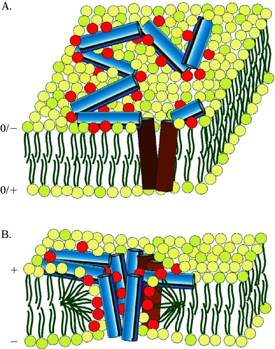 Review Membrane Binding Proteins That Do Both