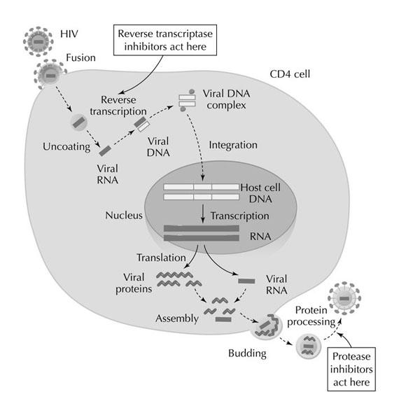 INTRODUCTION Figure 3. The viral replication cycle. See text for details. The actions of two major antiviral drug families are indicated. From Images.MD.