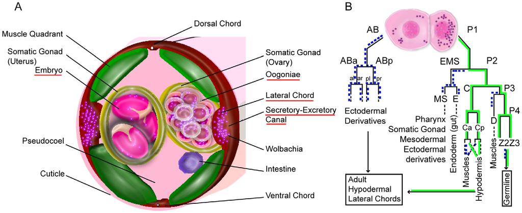 Figure 7. Wolbachia localization and segregation patterns followed during early embryogenesis. (A) Schematic drawing of Wolbachia localization in a cross section of a Brugia malayi adult female.