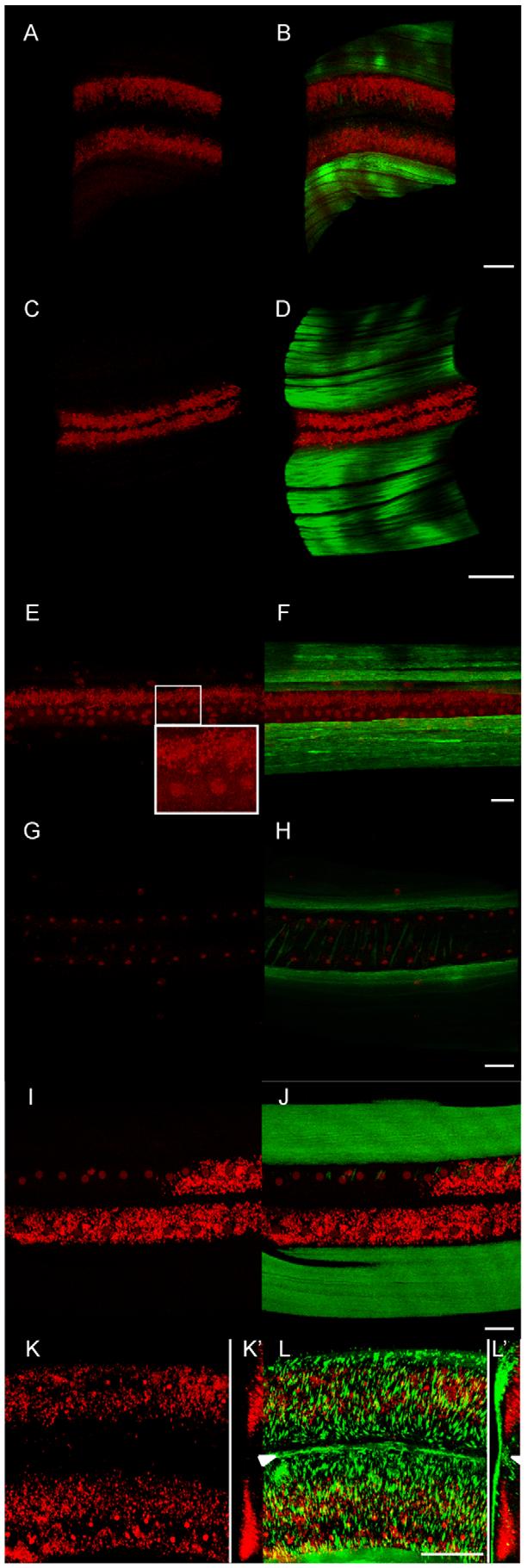Figure 5. Wolbachia concentrate in the hypodermal lateral chords. DNA (propidium iodide, red), and actin (green) stainings of female (A, B) and male (C, D) adult lateral chords.