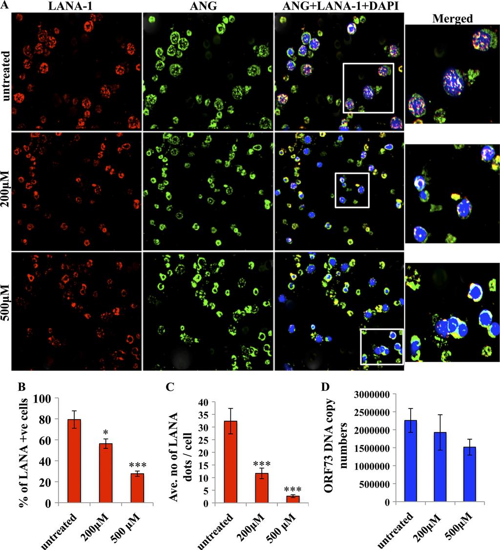 Paudel et al. FIG 6 Effects of neomycin on LANA-1 and ANG in BCBL-1 cells.