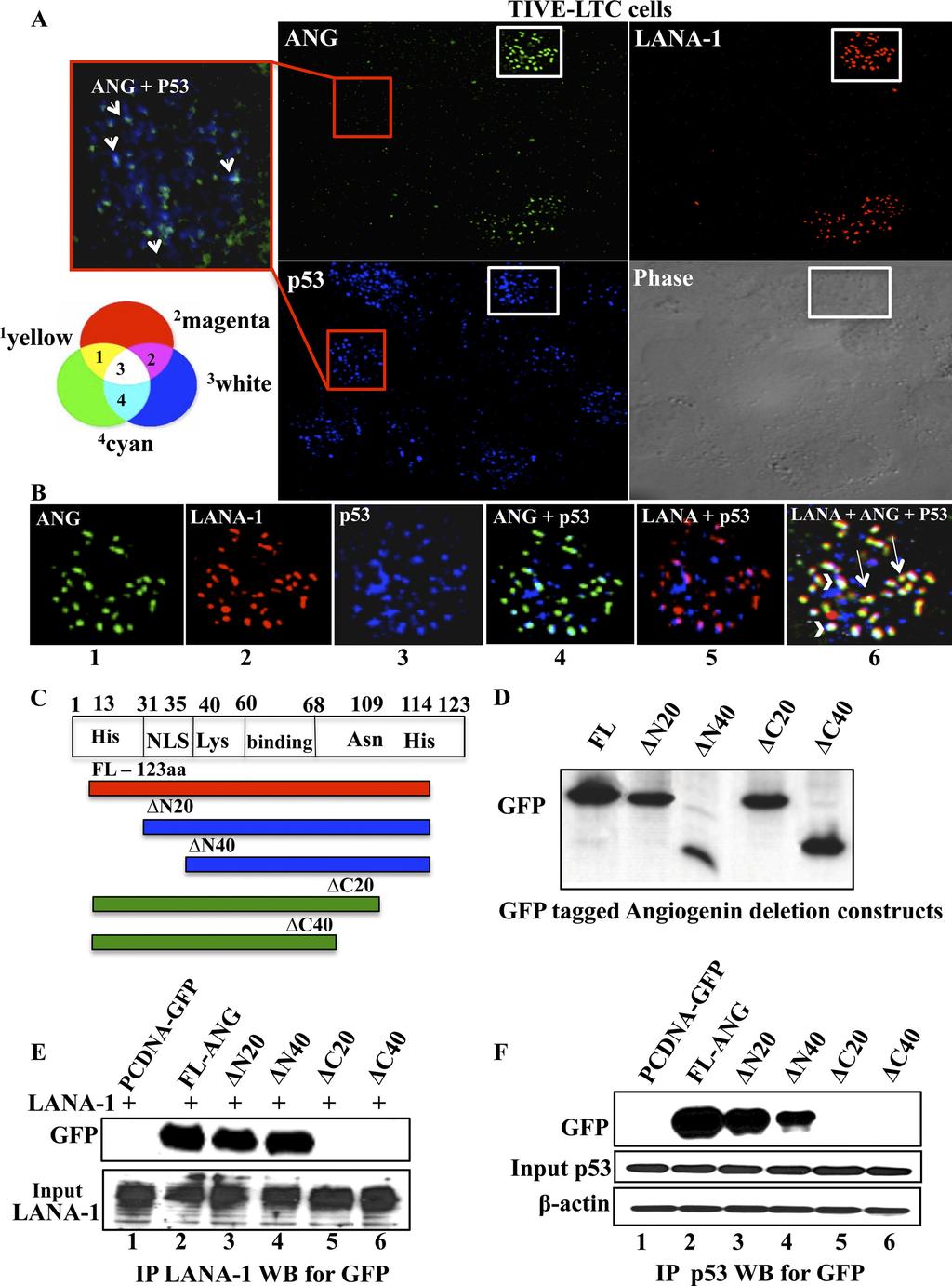 Paudel et al. FIG 5 Immunofluorescence analyses of LANA-1, ANG, and p53 interactions and mapping of ANG domain interacting with LANA-1 and p53.