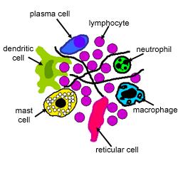 Lymph cell Include : T cell B cell NK cell Mast cell
