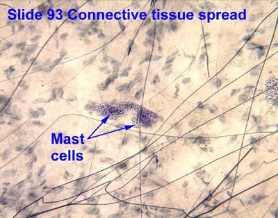 Mast cells Mast cells are in round or oval in shape. Contain granules that are metachromatic easily seen in the connective tissue spread.