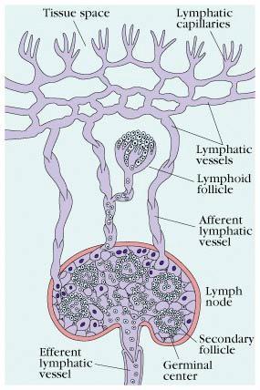 The lymphatic system is a one-way system consists of lymphatic