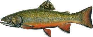 Brook trout (Slvelinus fontinlis; Mitchill) Importnt commercilly, recretionlly, nd ecologiclly in Europe.