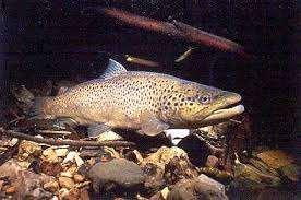 Brown trout (Slmo trutt m. frio L.