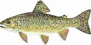 The tiger trout (Slmo trutt X Slvelinus fontinlis) is sterile, intergeneric hybrid of the brown