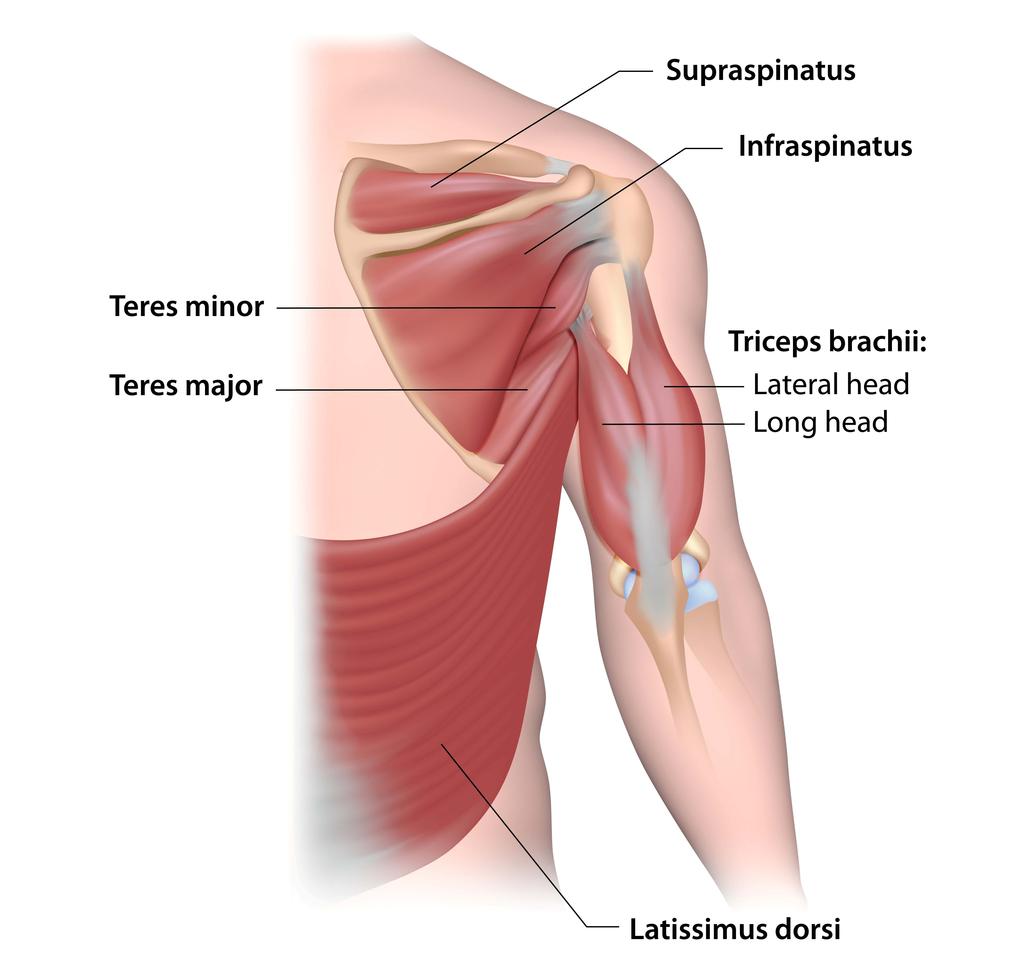 Rehabilitation Guidelines for Large Rotator Cuff Repair The true shoulder joint is called the glenohumeral joint and consists humeral head and the glenoid. It is a ball and socket joint.
