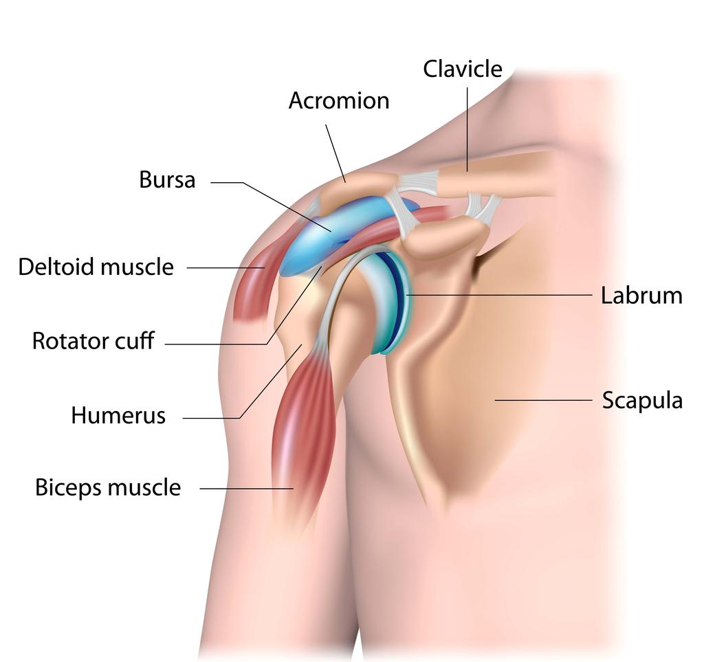 The part of the scapula that makes up the roof of the shoulder is called the acromion. Impingement may be caused by the shape of the acromion causing irritation on the rotator cuff during motion.