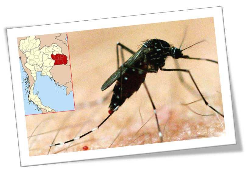 Outline Dengue fever in