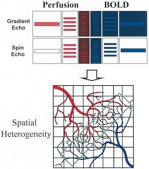 10 S.-G. Kim and P.A. Bandettini Perfusion BOLD Gradient Echo Spin Echo Spatial Heterogeneity Figure 1.6. Intravascular and extravascular signal contributions to perfusion and BOLD signals.