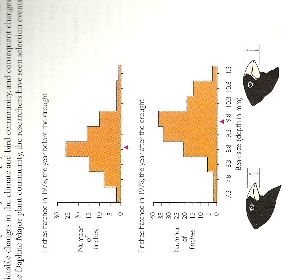 Directional Selection Example: Selection in Darwin s finches during drought conditions.