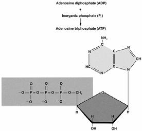 Adenosine Triphosphate Structure of ATP We convert food: Fat, Carbohydrate (CHO), Protein (limited) Into energy: Adenosine TriPhosphate (ATP) Adenosine is a complex structure Phosphates (3 simpler