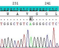 LYSINURIC PROTEIN INTOLERANCE A1 B1 A2 B2 A3 FIG. 2: Mutation analysis of Patient 1 showed a homozygous mutation at c.
