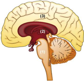 BODY UNDER PRESSURE 4 EVOLUTION & THE TRIUNE BRAIN 3 = neocortex 2 = limbic 1 = brainstem image source: http://www.europeanurology.