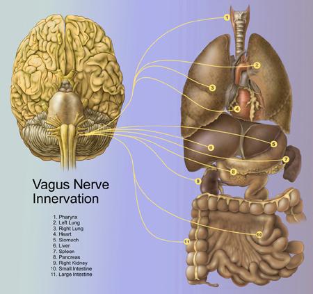 VAGUS NERVE INNERVATION http://medical-dictionary.thefreedictionary.