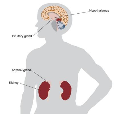 ca/courses/ psyc110/biopsyc/ans.gif image source 10 Neuroendocrine System / HPA http://www.