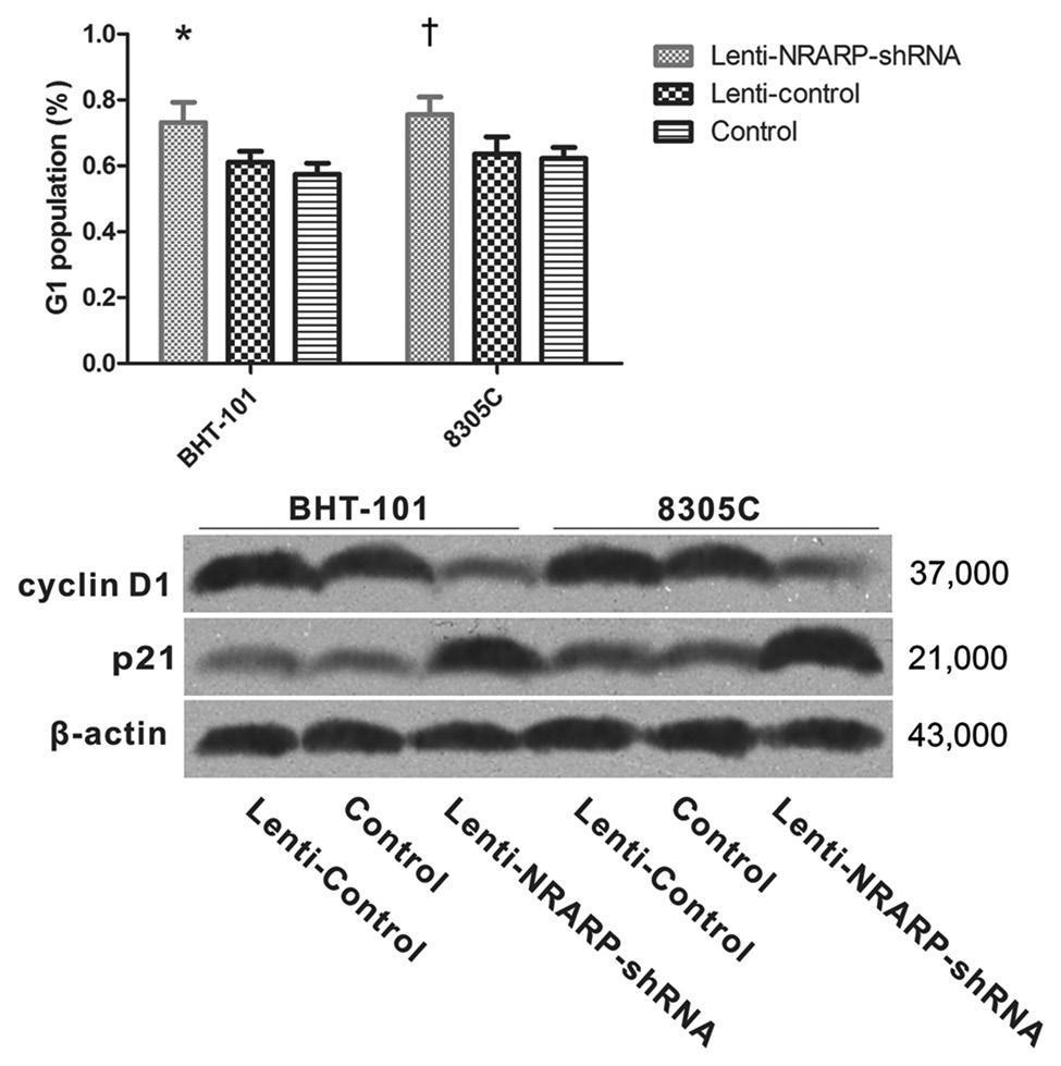 c d Figure 2: Knockdown of NRARP significntly inhiits the prolifertion of BHT101 nd 8305C cells in vitro nd in vivo.