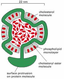 Goal for the module Lab module 6a Receptor-mediated endocytosis To follow cell surface receptors as they are internalized.