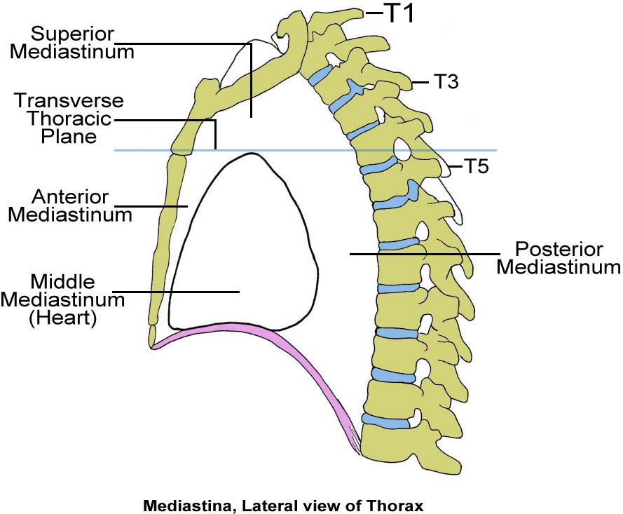 Dr. Weyrich G07: Superior and Posterior Mediastina Reading: 1. Gray s Anatomy for Students, chapter 3 Objectives: 1. Subdivisions of mediastinum 2.