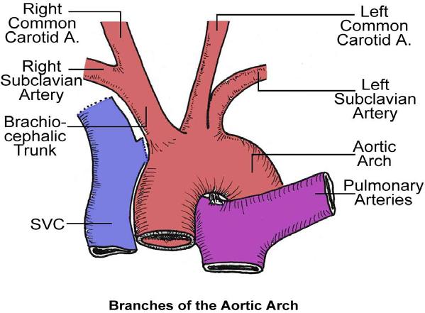 Arch of the Aorta (table 1.6, p.