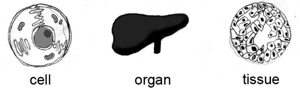 13. Use the pictures below to answer the question. Which shows the correct order from simplest to most complex?. ell Tissue Organ. Organ Tissue ell. ell Organ Tissue. Tissue Organ ell 14.