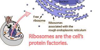 Cytoplasmic Organelles Ribosomes (tiny, bilobed dark bodies) Made of protein and ribosomal RNA (rrna) Sites