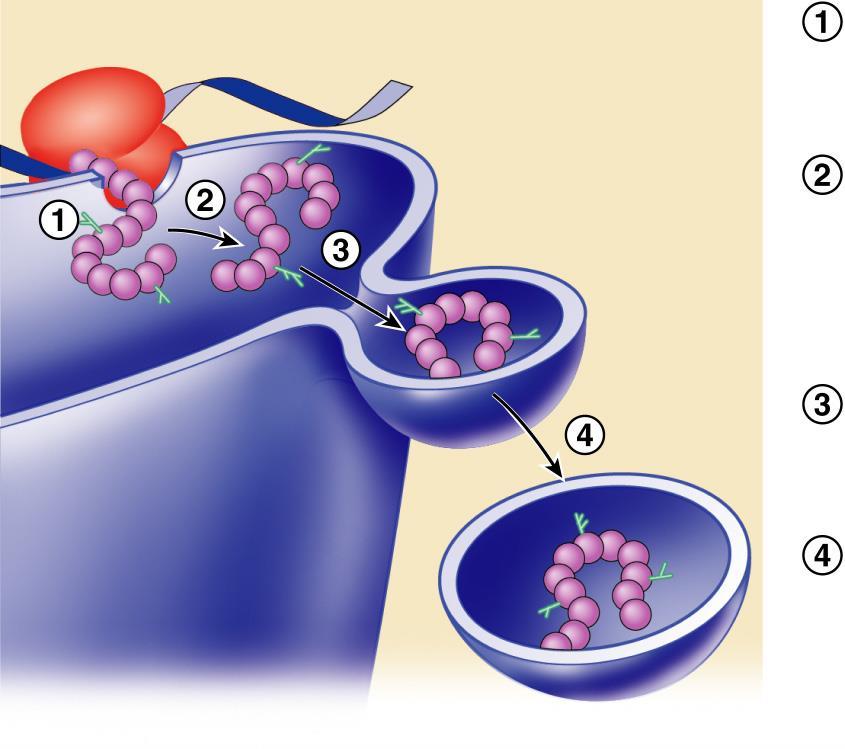 Rough Endoplasmic Reticulum Ribosome mrna As the protein is synthesized on the ribosome, it migrates into the rough ER cistern.