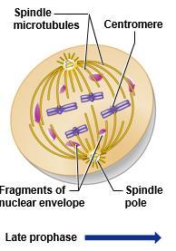 Prophase (Remember, due to DNA replication, for a short time the nucleus