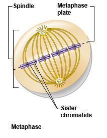 Metaphase Chromosomes are aligned in the